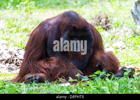 Le mâle adulte de l'orang-outang à Chiangmai, Thaïlande Zoo Banque D'Images