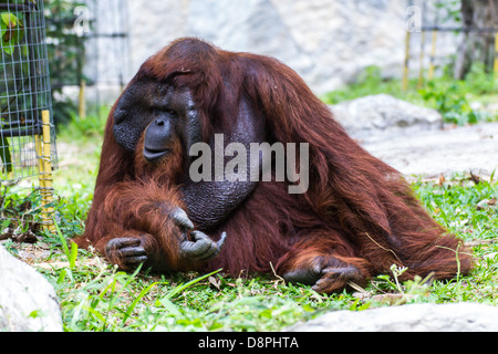 Le mâle adulte de l'orang-outang à Chiangmai, Thaïlande Zoo Banque D'Images