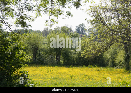 Prairie pleine de Renoncules Banque D'Images