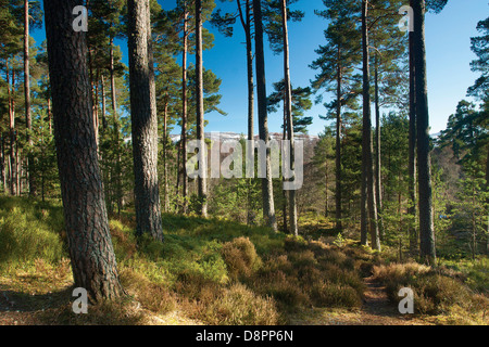 Anagach woods près de Grantown on Spey, parc national de Cairngorm, Highland Banque D'Images