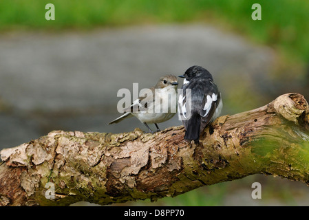 Grèbe huppé - Ficedula hypoleuca paire Banque D'Images