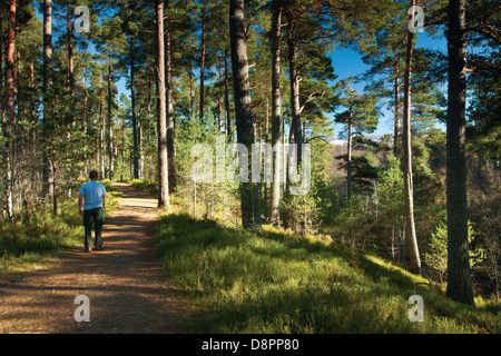 Anagach woods près de Grantown on Spey, parc national de Cairngorm, Highland Banque D'Images