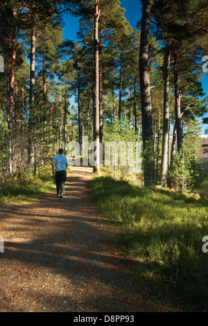 Anagach woods près de Grantown on Spey, parc national de Cairngorm, Highland Banque D'Images