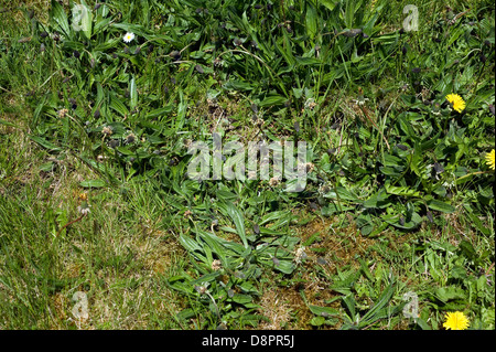 Plantain lancéole, Plantago lanceolata, la floraison dans l'herbe courte Banque D'Images