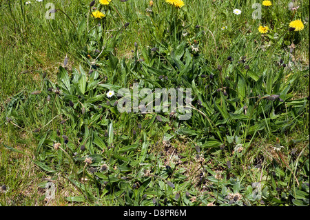 Plantain lancéole, Plantago lanceolata, la floraison dans l'herbe courte Banque D'Images