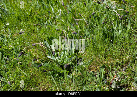 Plantain lancéole, Plantago lanceolata, la floraison dans l'herbe courte Banque D'Images