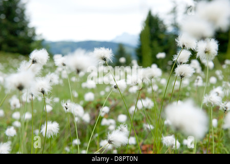 Domaine de hare's tail flowers, Eriophorum vaginatum Banque D'Images