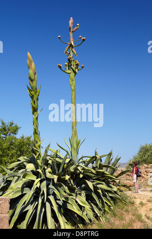 L'usine de Vera d'aloès en fleur, les spécimens poussant dans la Vallée des Temples à Agrigente, Sicile Banque D'Images