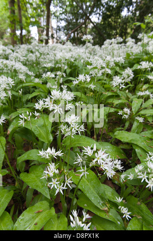 Masses de l'Ail des plantes en pleine floraison la floraison sous couvert de quitte bientôt pour bloquer la lumière de sol forestier Banque D'Images