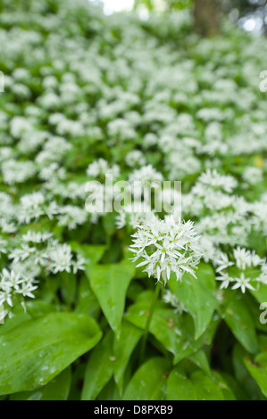 Masses de l'Ail des plantes en pleine floraison la floraison sous couvert de quitte bientôt pour bloquer la lumière de sol forestier Banque D'Images