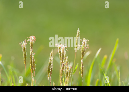 Champ de graminées vivaces vulpin des prés de capitules tête dans une rangée Banque D'Images