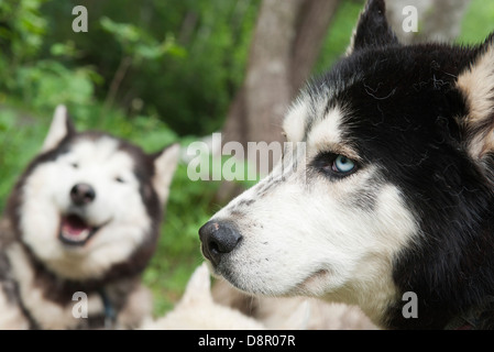 Siberian Huskies Banque D'Images