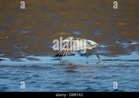 Barge à queue Bar (Limosa lapponica) hiver Norfolk Banque D'Images