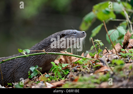 La rivière La loutre Lutra lutra sur Thet Norfolk Banque D'Images