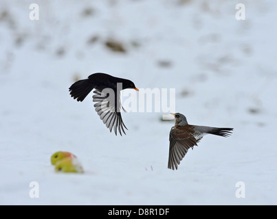 Les combats avec f Fieldfare Turdus Turdus merula Blackbird mâle sur les pommes dans la neige Janvier Norfolk Banque D'Images