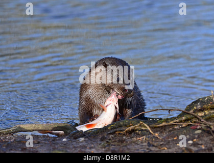 Loutre d'Europe Lutra lutra avec un gros poisson (Roach) sur la rivière Thet à Thetford Norfolk Banque D'Images