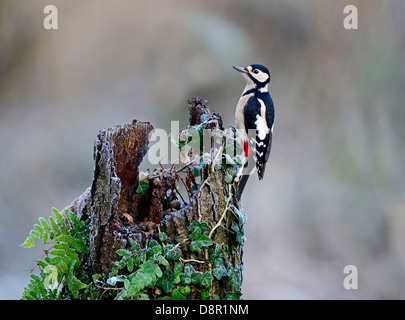 Great spotted Woodpecker Dendrocopos major Novembre Norfolk Banque D'Images