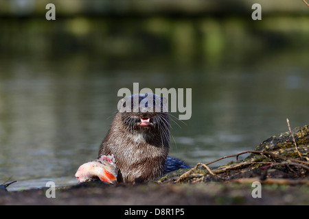 Loutre d'Europe Lutra lutra avec un gros poisson (Roach) sur la rivière Thet à Thetford Norfolk Banque D'Images