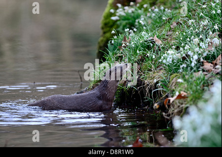 Loutre d'Europe Loutre d'Eurasie (Lutra lutra) sur la rivière Thet, Thetford, Norfolk Banque D'Images