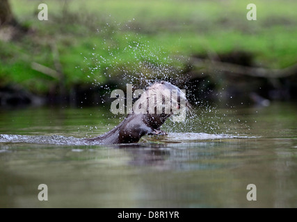 Loutre d'Europe Loutre d'Eurasie (Lutra lutra) sur la rivière Thet, Thetford, Norfolk Banque D'Images