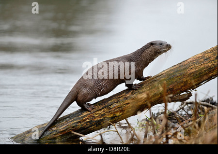 Loutre d'Europe Loutre d'Eurasie (Lutra lutra) sur la rivière Thet, Thetford, Norfolk Banque D'Images