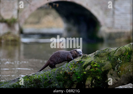 Loutre d'Europe Loutre d'Eurasie (Lutra lutra) arbre d'escalade sur la rivière Thet, Thetford, Norfolk Banque D'Images