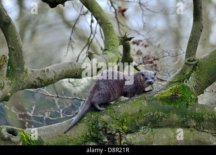 Loutre d'Europe Loutre d'Eurasie (Lutra lutra) arbre d'escalade sur la rivière Thet, Thetford, Norfolk Banque D'Images