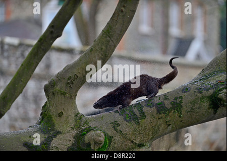 Loutre d'Europe Loutre d'Eurasie (Lutra lutra) arbre d'escalade sur la rivière Thet, Thetford, Norfolk Banque D'Images