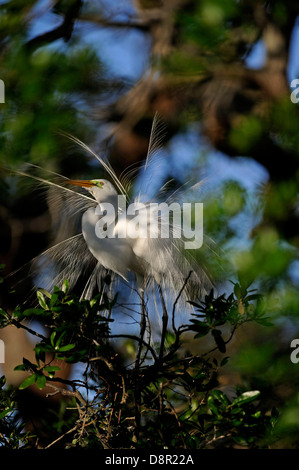 Grande Aigrette Ardea alba afficher au nid St Augustine Florida USA Banque D'Images