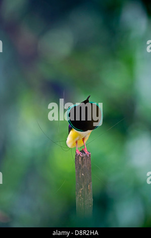 Douze-câblé Bird-of-paradise (Seleucidis melanoleucus) masculin afficher sur l'écran pole Papouasie Nouvelle Guinée Banque D'Images