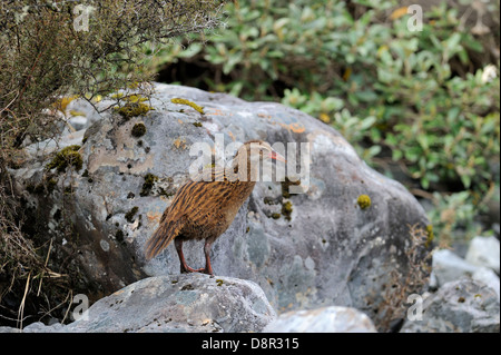 Gallirallus australis weka ile sud Nouvelle Zelande Banque D'Images