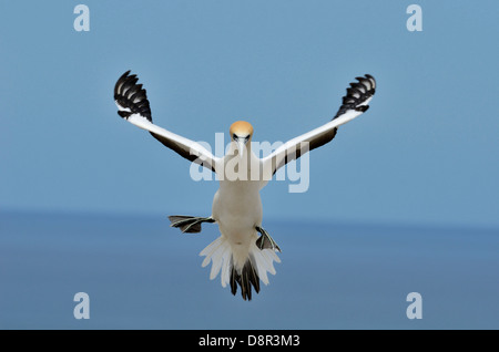 Fou de Bassan Morus serrator Australasian Cape Kidnappers Île du Nord Nouvelle-zélande Banque D'Images