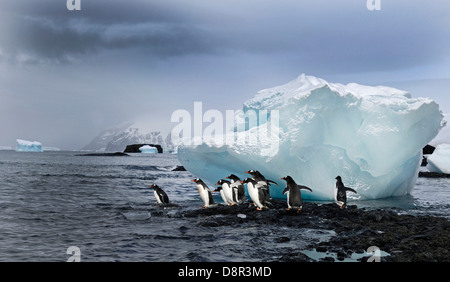 Manchots Pygoscelis papua Brown Bluff Péninsule Antarctique Antarctique Banque D'Images
