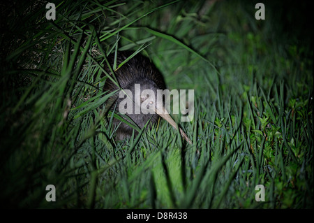 Northern Brown Kiwi Apteryx mantelli Kerikeri, Nouvelle-Zélande l'Île du Nord Banque D'Images