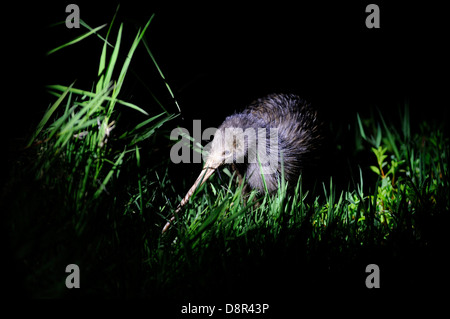 Northern Brown Kiwi Apteryx mantelli Kerikeri, Nouvelle-Zélande l'Île du Nord Banque D'Images