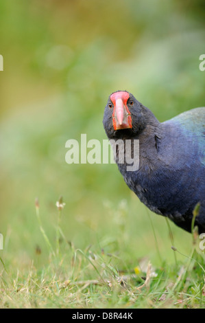 Talève takahé Porphyrio mantelli Tiri Matangi Ile du Nord Nouvelle Zélande Banque D'Images