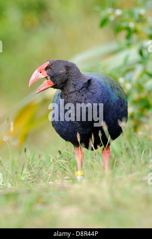 Talève takahé Porphyrio mantelli Tiri Matangi Ile du Nord Nouvelle Zélande Banque D'Images