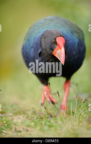 Talève takahé Porphyrio mantelli Tiri Matangi Ile du Nord Nouvelle Zélande Banque D'Images