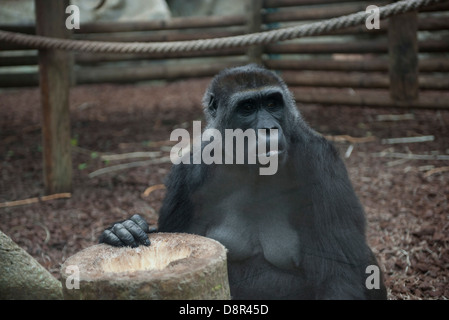 Femelle gorille au zoo Banque D'Images