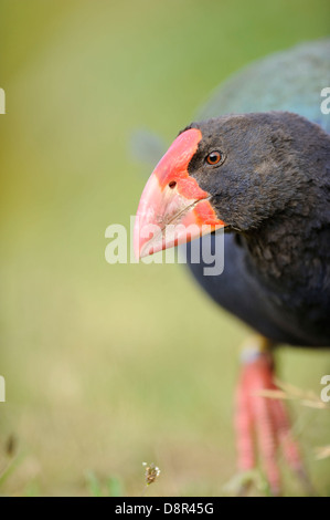 Talève takahé Porphyrio mantelli Tiri Matangi Ile du Nord Nouvelle Zélande Banque D'Images