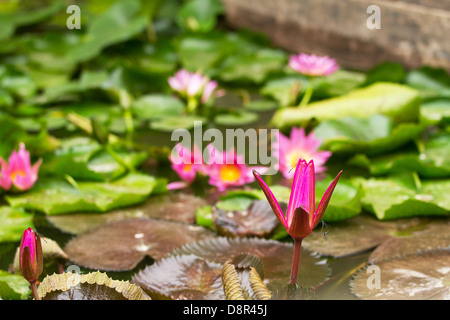 Nénuphar rose belle Nymphaea alba avec libellules dans closeup Banque D'Images