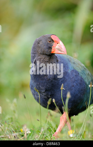 Talève takahé Porphyrio mantelli Tiri Matangi Ile du Nord Nouvelle Zélande Banque D'Images