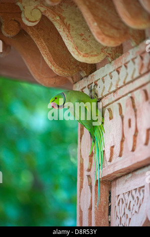 Héron pourpré Psittacula krameri Inde Bhratpur Banque D'Images