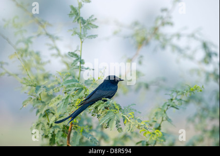 Black Drongo Dicrurus macrocercus Février Inde Bharatpur Banque D'Images