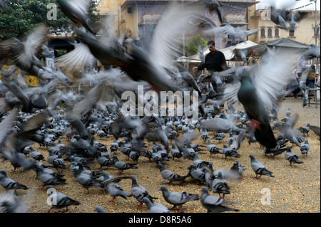 L'alimentation des pigeons religieux par les Hindous Jodphur Inde Banque D'Images