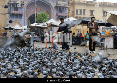 L'alimentation des pigeons religieux par les Hindous Jodphur Inde Banque D'Images