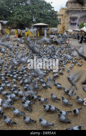 L'alimentation des pigeons religieux par les Hindous Jodphur Inde Banque D'Images