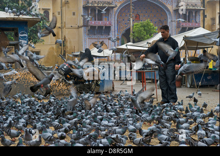 L'alimentation des pigeons religieux par les Hindous Jodphur Inde Banque D'Images