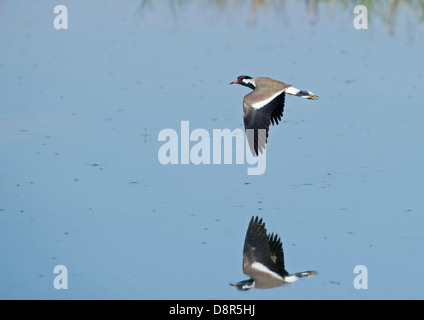 Red-réorganisation sociable (Vanellus indicus) Bharatpur Inde Banque D'Images