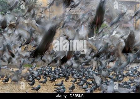 L'alimentation des pigeons religieux par les Hindous Jodphur Inde Banque D'Images